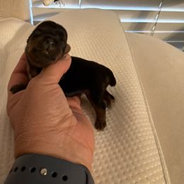 Yorkshire Terrier Puppies from Cuddles of Cuteness