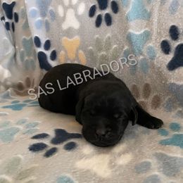 Girl 1 - Black female Labrador Retriever puppy in Palmdale, California from Sweet As Sugar Labradors