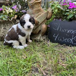 Shimmer - Brown and white female Saint Berdoodle puppy in Traverse City, Michigan from Bare Paws Saint Berdoodles