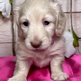 Dachshunds from Lil Beanie Weenies Dachshunds