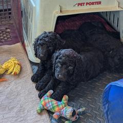 Irish Water Spaniel and Manchester Terrier Puppies from Coltsfoot