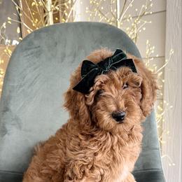 Scarlet Sweetie she'd be our PICK of litter - Red  female Goldendoodle puppy in Mayfield, Utah from Ruff Country Doodles