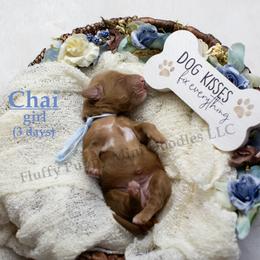 Chai BLUE COLLAR girl 3500 - Red  female Goldendoodle puppy in Corona, California from Fluffy Puppy Mini Doodles LLC