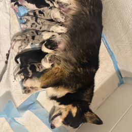 American Corgi puppies from Corgis of the Mountain Valley