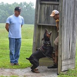 Doberman Pinschers from Treasure Seeker Dobermans