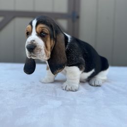Basset Hound Puppies from Autumn Oak Basset Hounds