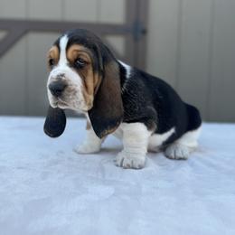 Basset Hound Puppies from Autumn Oak Basset Hounds