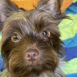 Bear - Yorkshire Terrier