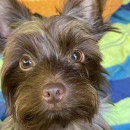 Bear - Yorkshire Terrier