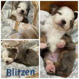 Blitzen - Blue tri male Toy Australian Shepherd puppy in Menan, Idaho from Teton Toy Aussies
