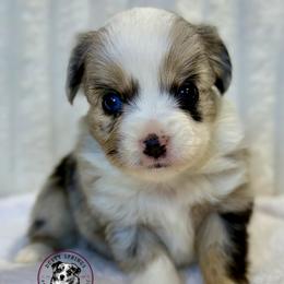 Ainsley - Blue merle female Toy Australian Shepherd puppy in East Berlin, Pennsylvania from Dusty Spring Australian Shepherds, LLC