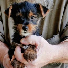 Sammy - Black and tan male Yorkshire Terrier puppy in Rogersville, Tennessee from Guys'N' Dolls Yorkshire Terriers