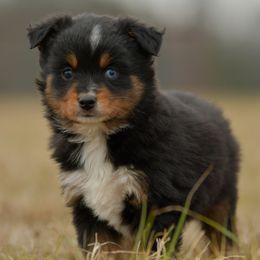 Falcone - Black tri male Miniature Australian Shepherd puppy in Hartman, Arkansas from Southern Edition Aussies