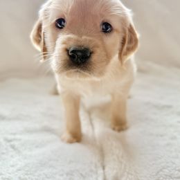 Companion Cross Puppies from Happy Tails Mini Goldens