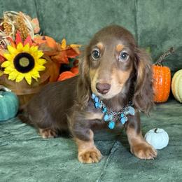 Brody - Chocolate and tan male Dachshund puppy in Lincoln, Arkansas from Red Dirt Dachshunds