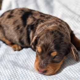 Winston - Dapple male Dachshund puppy in Salem, Oregon from Longdox Mini Dachshunds
