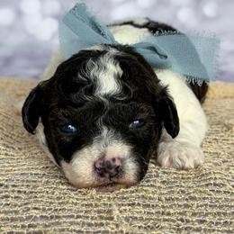 Piper - Parti female Poodle puppy in Monroe, North Carolina from Toy Poodle Shenanigans