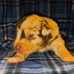 Emmett - Red merle male Australian Shepherd puppy in Marengo, Indiana from J&J Kennel