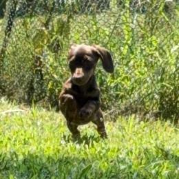 Dachshund All Grown Up from BlackPine Kennels