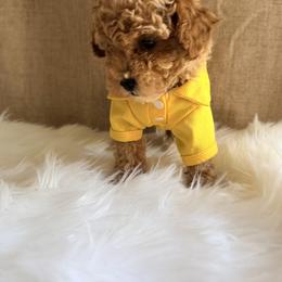 Pekingese, Poodle, and Shih Tzu Puppies from Happy puppies