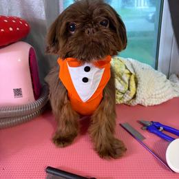 Banks - Shih Tzu