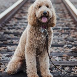 Goldendoodle and Shihpoo Puppies from Stormie's Doodles