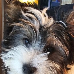 Bradley - Black tan and white male Biewer Terrier puppy in Spotsylvania Courthouse, Virginia from Donna's Biewer Terriers