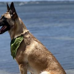 Belgian Malinois from Malinois