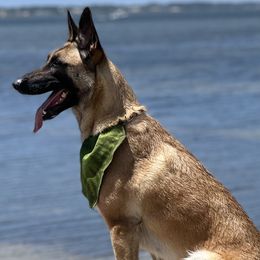 Belgian Malinois from Malinois