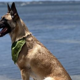 Belgian Malinois from Malinois