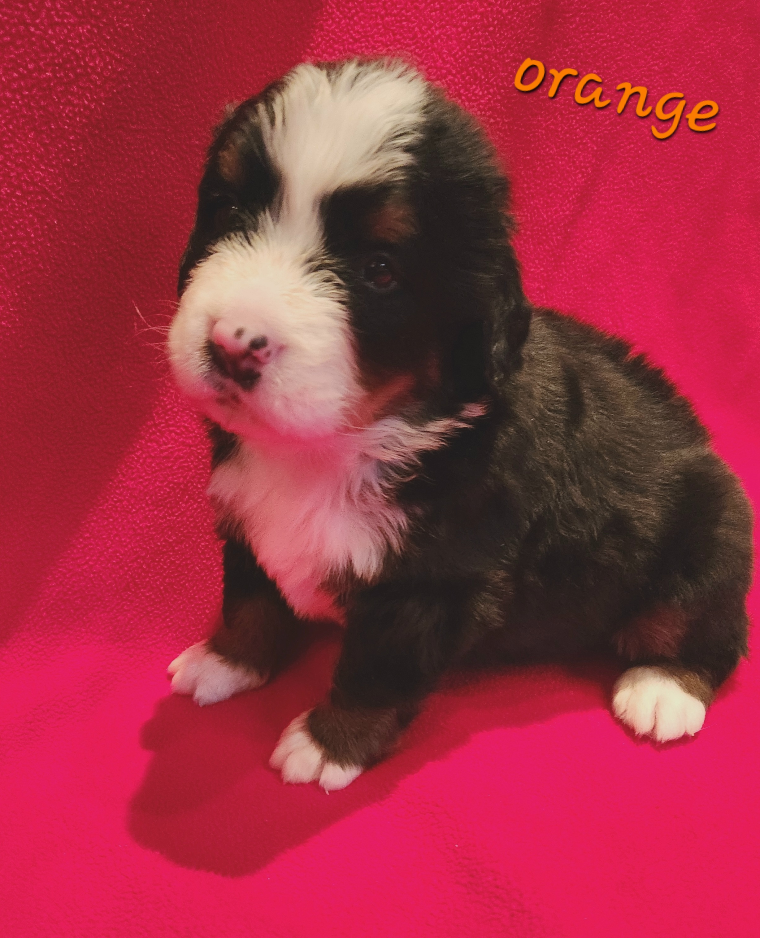 Boy 4 - Black rust and white Bernese Mountain Dog puppy in New Jersey from MadKnight Farms Bernese