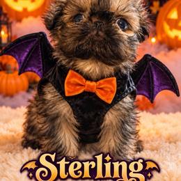 Sterling - Brindle male Shih Tzu puppy in Dallas, Texas from Almost Heaven Shih Tzu