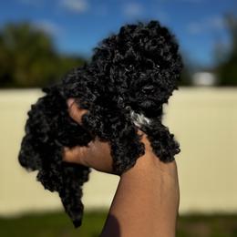 Benz - Black male Poodle puppy in Deltona, Florida from Poodles by CNC