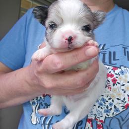 Rico - Merle male Chihuahua puppy in Xenia, Ohio from Moose Creek Chihuahua's
