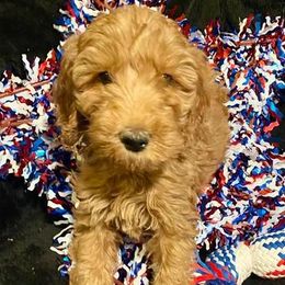 Bernedoodles, Goldendoodles, and Poodles from Mimi’s Doodles & Poodles