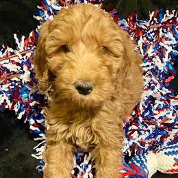 Bernedoodles, Goldendoodles, and Poodles from Mimi’s Doodles & Poodles