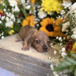 Red dapple male - Dapple male Dachshund puppy in Wills Point, Texas from East Mini Dachshunds Texas