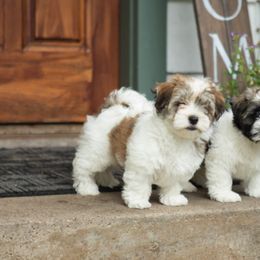 Havanese Puppies from Emerald East Havanese