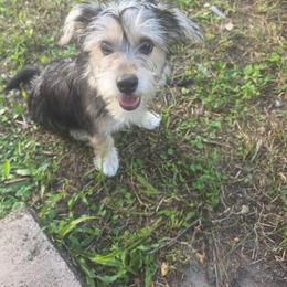 Dynamite - White and cream male Bichon Frise puppy in Jacksonville, Florida from Joanelly Marshall