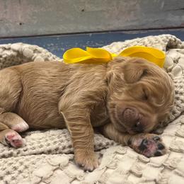 Daisy - Cream female Goldendoodle puppy in The Woodlands, Texas from Gracie's Goldendoodles and Bernedoodles