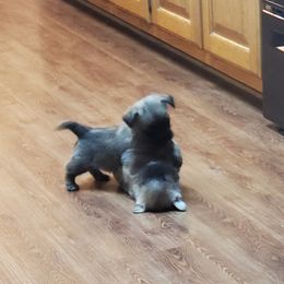 Cairn Terrier Puppies from Ferguson's Cairn Terriers