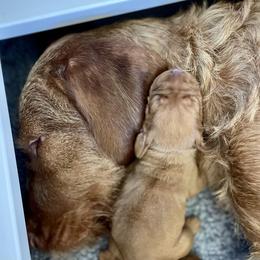 Wirehaired Vizsla Puppies from Cave Canis Kennels