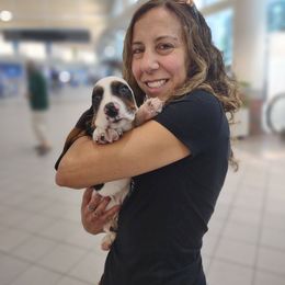 Panda - Black white and tan male Basset Hound puppy in Amelia, Ohio from Lady Mae Bassets