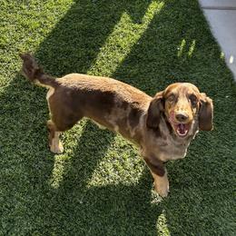 Simba - Dachshund