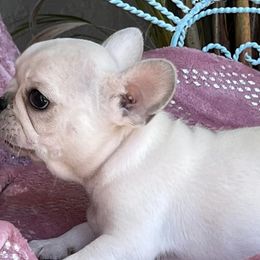 Bulldogs and French Bulldogs from Bulldog Chronicles