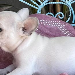 Bulldogs and French Bulldogs from Bulldog Chronicles