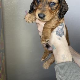 Dachshund Puppies from Monterey bay dachshund kennel