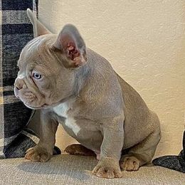 French Bulldogs from Kingz Frenchies