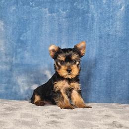 Pup 1 - Black and tan male Yorkshire Terrier puppy in Polk City, Florida from Yorkies by Casey