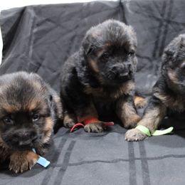 German Shepherd Puppies from Rodney Aguirre